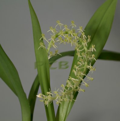 Liparis sp.  flowers 6-7 mm