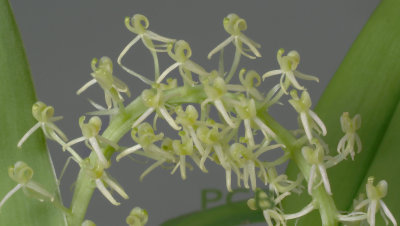 Liparis sp.    flowers 6-7 mm