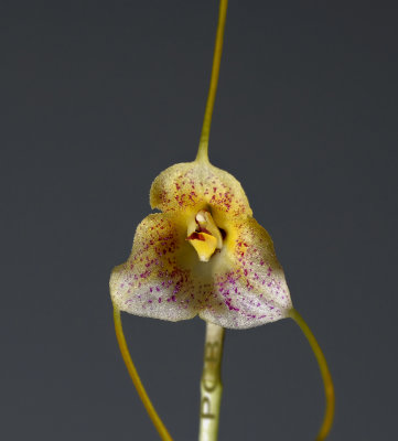 Masdevallia pandurilabia, 3 spikes