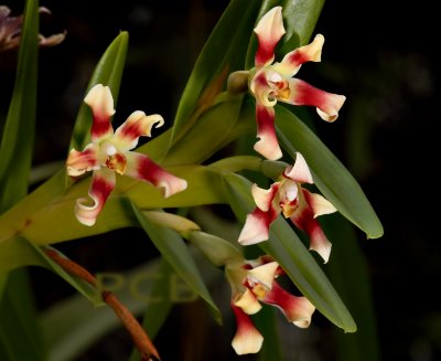 Maxillaria campanulata, flowers 3 cm