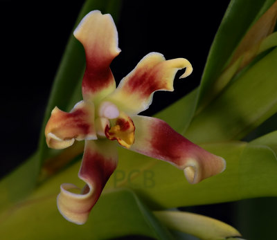 Maxillaria campanulata, flower 3 cm