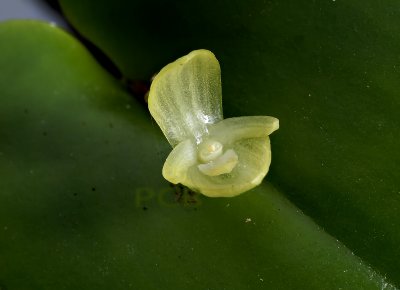 Pleurothallis sp. flower 6 mm