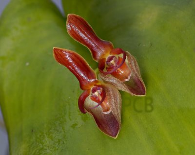 Pleurothallis sp. flower 3 cm