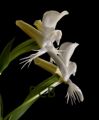 Pecteilis susannae-Habenaria susannae