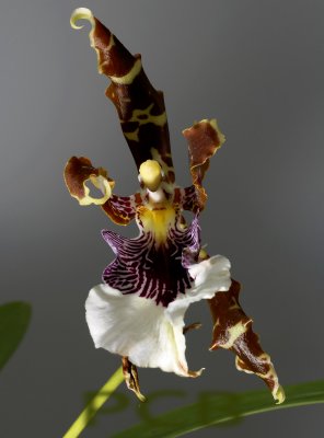 Odontoglossum harryanum, purple