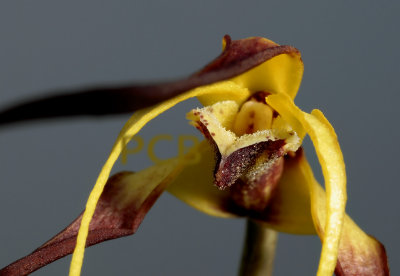 Maxillaria lepidota, lip