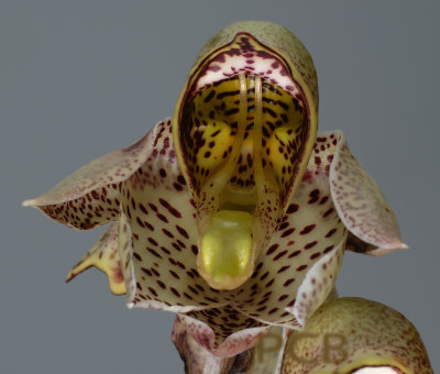 Catasetum macrocarpum