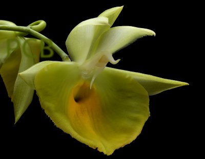 Catasetum pileatum