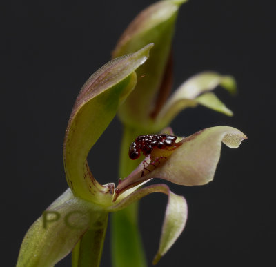 chiloglottis trapeziformis, Australia, flower 12-14 mm