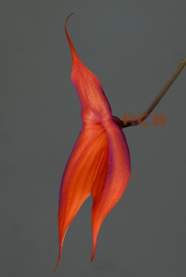 Gallery Masdevallia, Jostia and Porroglossum orchids