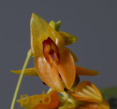 Lepanthes sp.,   height flower 1.5 cm