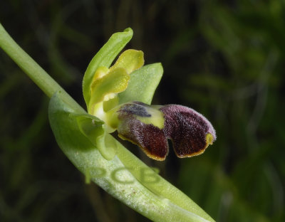 Ophrys sitiaca