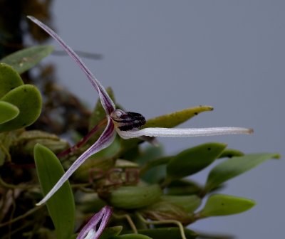 Bulbophyllum sp. Papua new G.