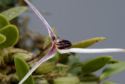 Bulbophyllum  sp. Papua new G.