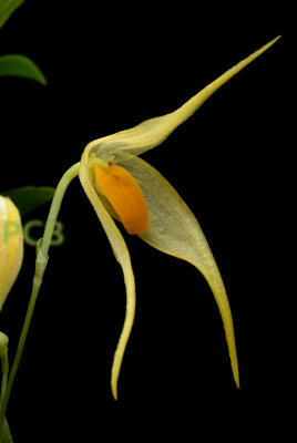 Bulbophyllum ankylochele, Papua new G.