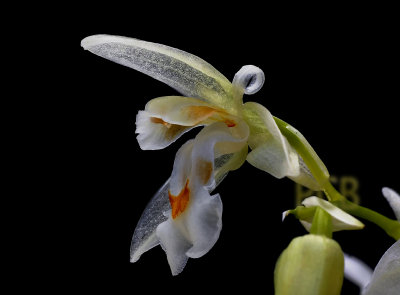 Chelonistele sulphurea, Coelogyne family, flower 2 cm