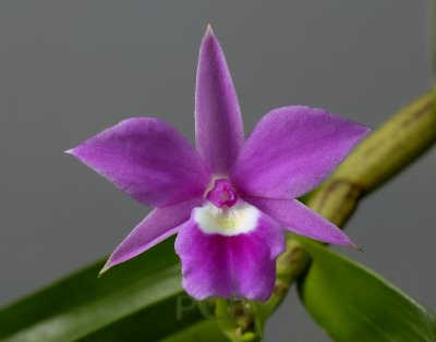 Dimerandra  emarginata, flower 2 cm,  Mexico - Ecuador