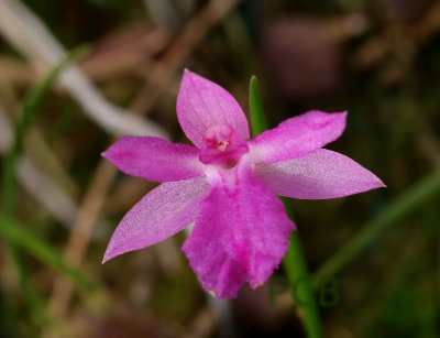 Isabelia pulchella, 1 cm