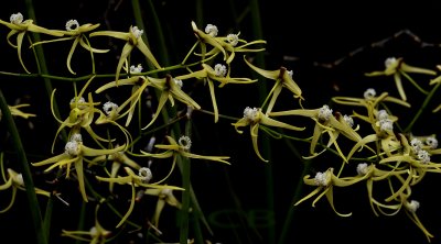 Dendrobium teretifolium