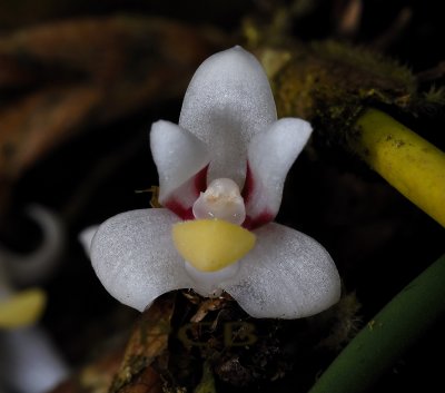 Ceratostylis incognita, flower 1 cm