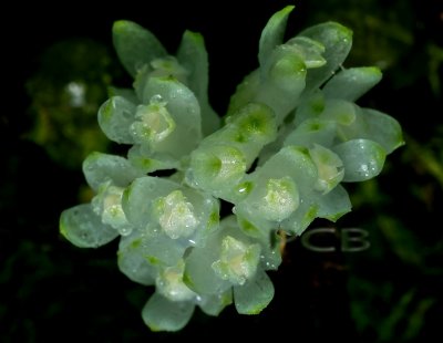 Dendrobium leucoyanum, little strange colored orchid , 4-5 mm