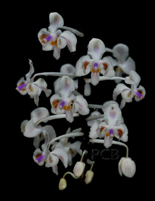 Phalaenopsis celebensis, flowers 2 cm