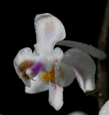 Phalaenopsis celebensis, 2 cm