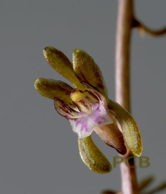 Oeceoclades roseovariegata, flower 1.3 cm