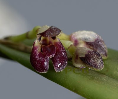 Pleurothallis declipiens, flowers 7 mm