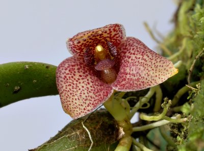 Trias intermedia, flower 2 cm