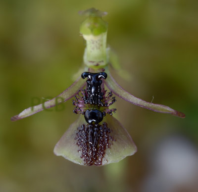 Chiloglottis formicifera, mimicry of an ant, flower 1.5 cm