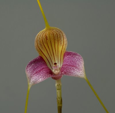 Masdevallia caudata, flower 9 cm