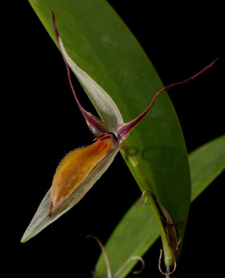 Pleurothallis sp.    no name jet, 4 cm wide