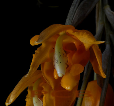 Stanhopea peruviana