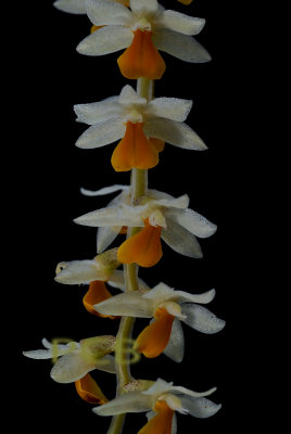 Dendrochilum cobbianum, flowers 8 mm