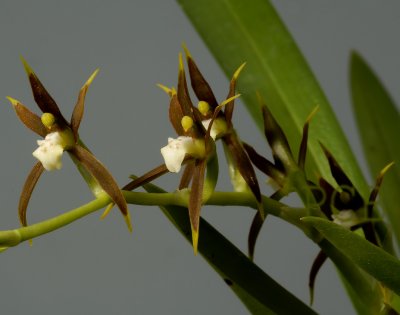 Ada elegantula, spike 25 cm, flowers 2½ cm
