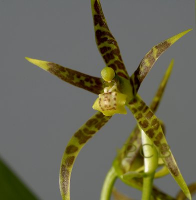 Ada maculata, flower 4.5 cm across