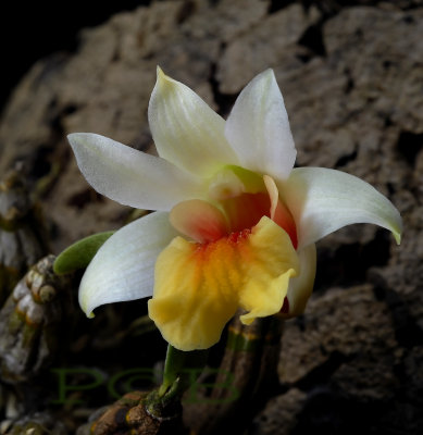 Dendrobium bellatulum, Ueang Sae Mon,  4 cm