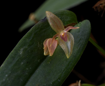 Pleurothallis bivalvis, flower 9 x 5 mm