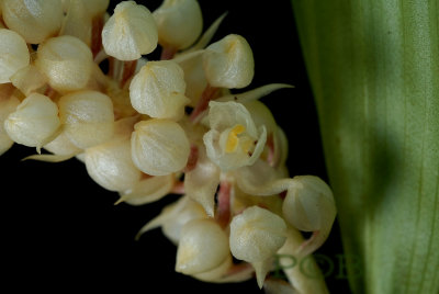 Eria convallorioides, flowers 4 mm