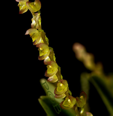Pleurothallis divaricans, flowers 4 mm