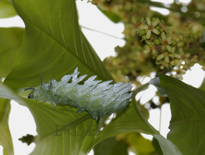 15 cm caterpillar, Atlasmoth