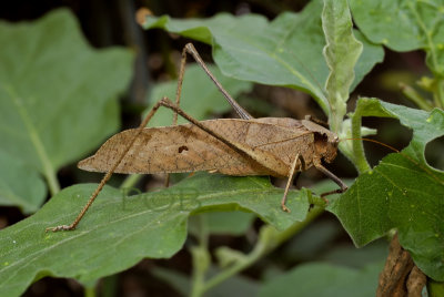 Great brown leaf