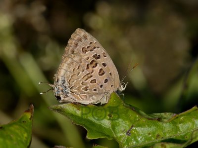 Arhopala nicevillei