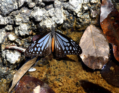 Blue Butterfly, Parantica melaneus