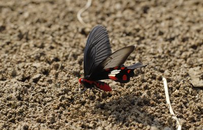 Birdwing sucking minerals on the riverbank, Pachliopta aristolochiae