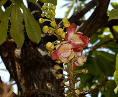 Temple tree,  Couroupita guianensis, introduced from Brasil,   flowers 15 cm