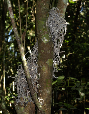 Chiloschista, local name is 'beard of santa Claus'