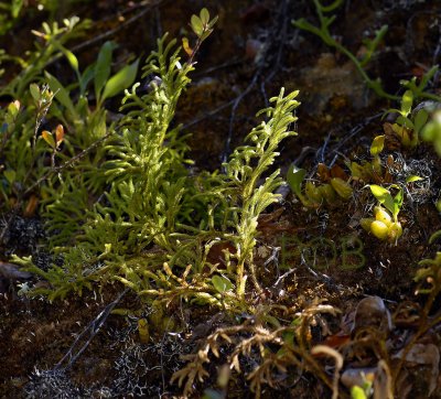 Lycopodium clavatum and Coelogyne corymbosa on the same rock