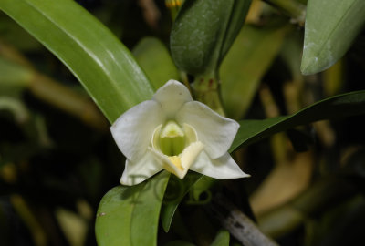 Dendrobium auriculatum laos